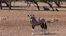 Emiratos Árabes Sir Bani Yas